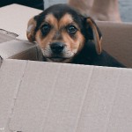 dog-in-box